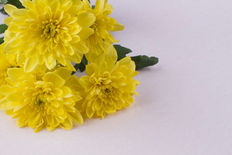 close up blossoming yellow flowers on a white back 2022 01 10 15 25 07 utc